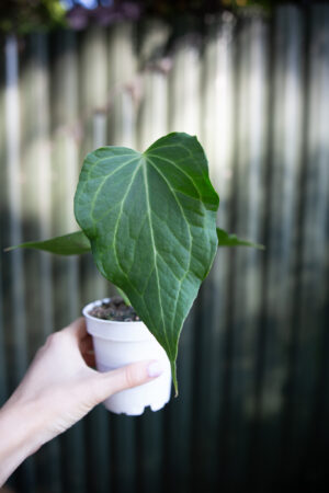 Anthurium Delta Force