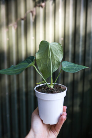 Anthurium Delta Force
