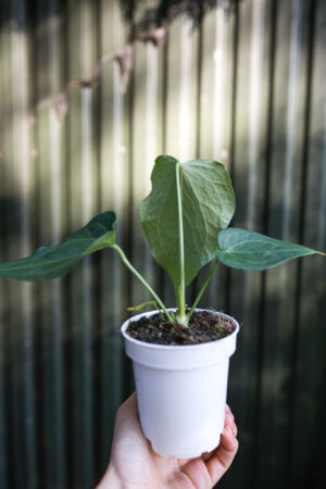 Anthurium Delta Force