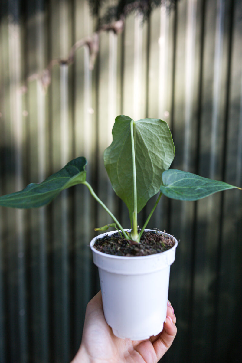 Anthurium Delta Force