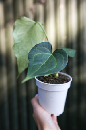 Anthurium Delta Force