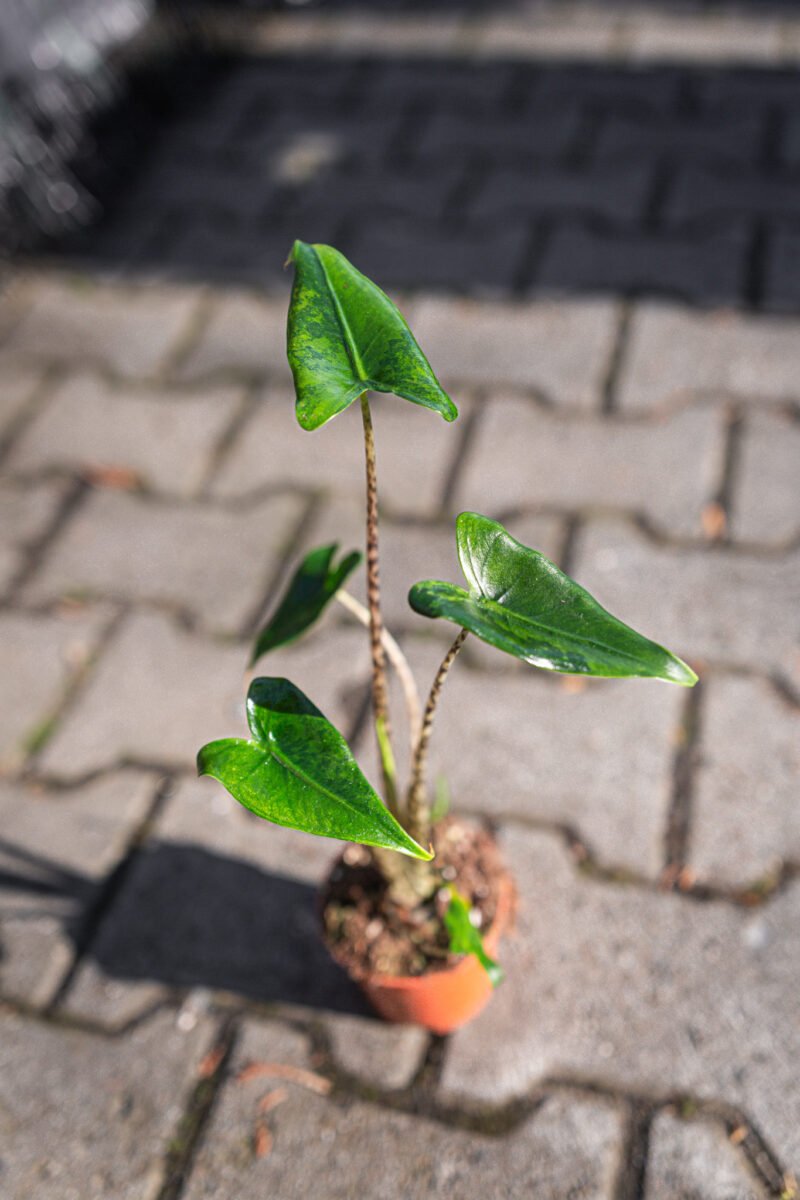 Alocasia Zebrina Variegata