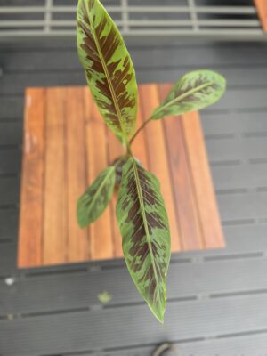 Musa Zebrina Rojo