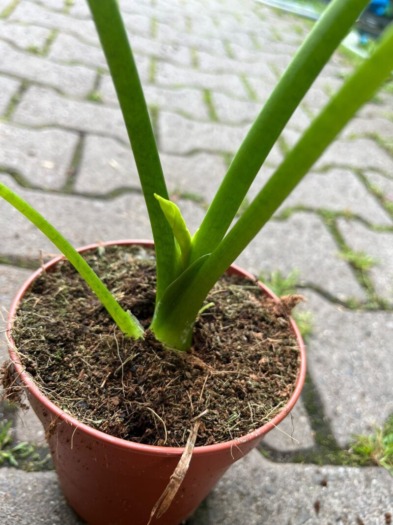 Alocasia Lukiwan