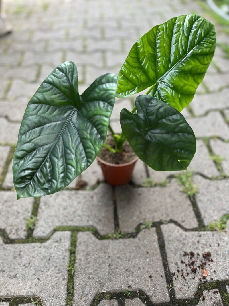 Alocasia Lukiwan Alocasia Lukiwan