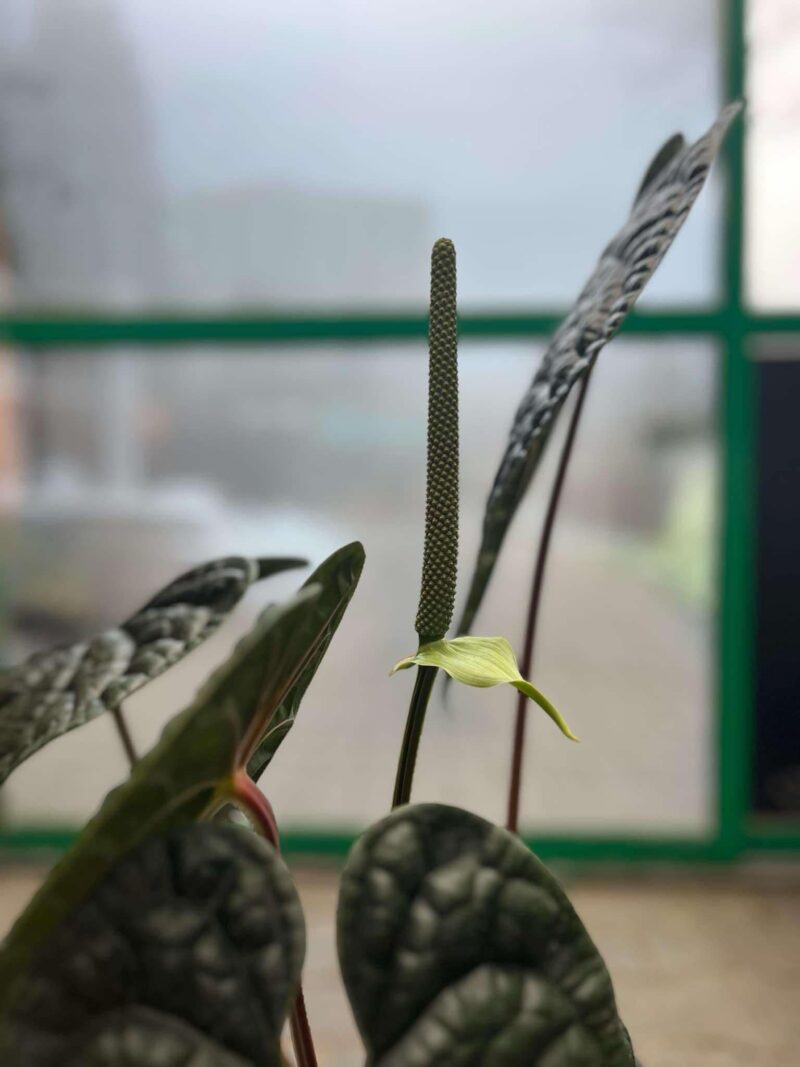 Anthurium Luxurians