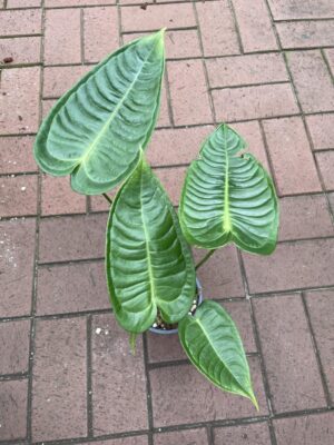Anthurium Veitchii