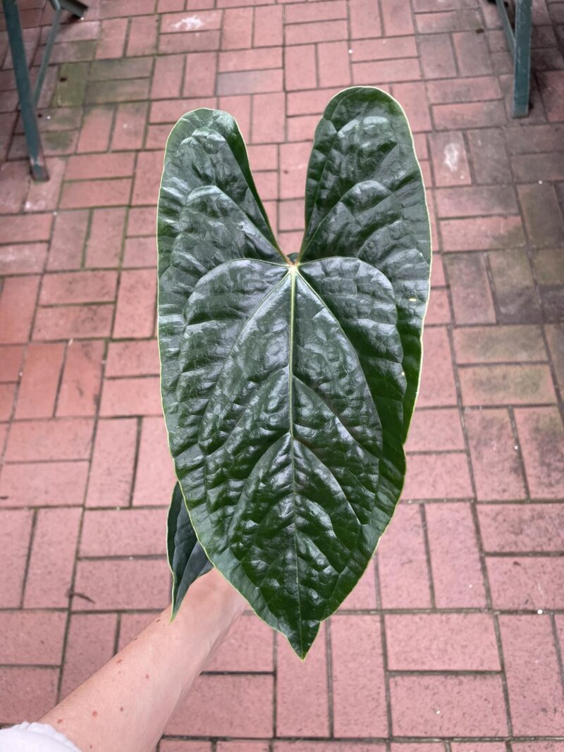 anthurium nigrolaminum gigi x luxurians PREORDER anthurium nigrolaminum gigi x luxurians PREORDER