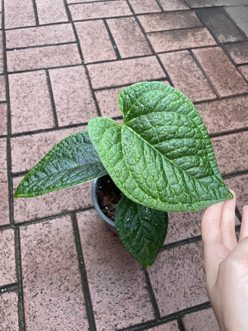 anthurium crystallinum x splendidum anthurium crystallinum x splendidum