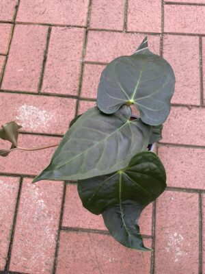 Anthurium regale x Anthurium nigrolaminum preorder