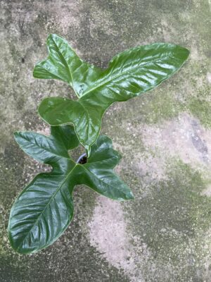 Anthurium Pedatum