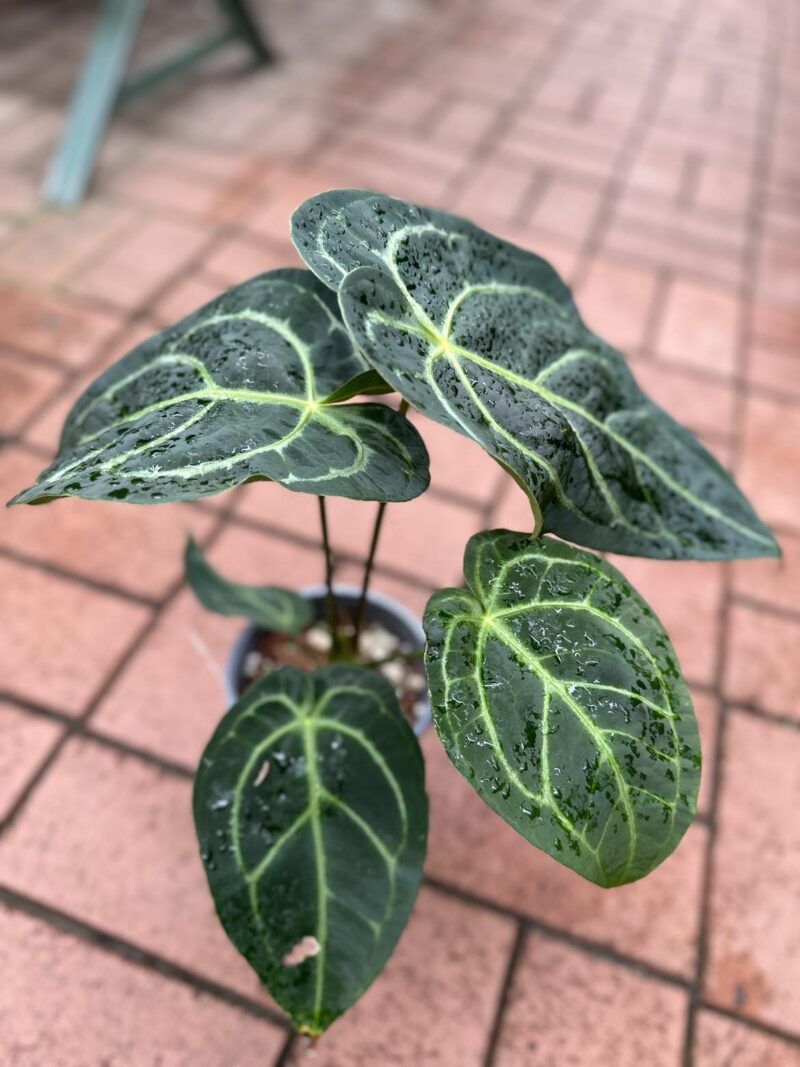 Anthurium Forgetii x Regale Anthurium Forgetii x Regale