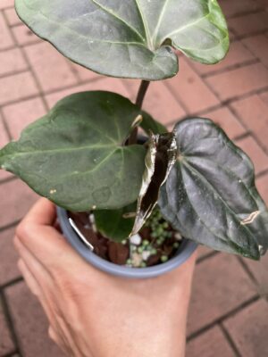 Anthurium regale x Anthurium nigrolaminum preorder