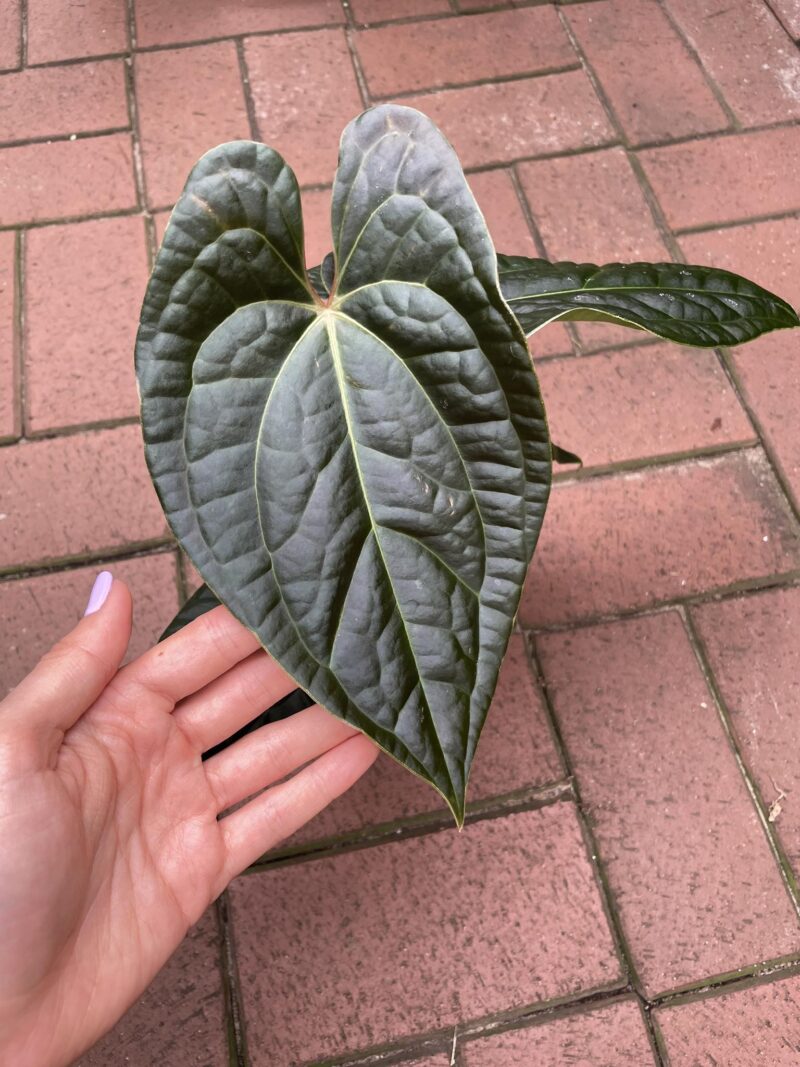 Anthurium besseae aff x Luxurians Anthurium besseae aff x Luxurians