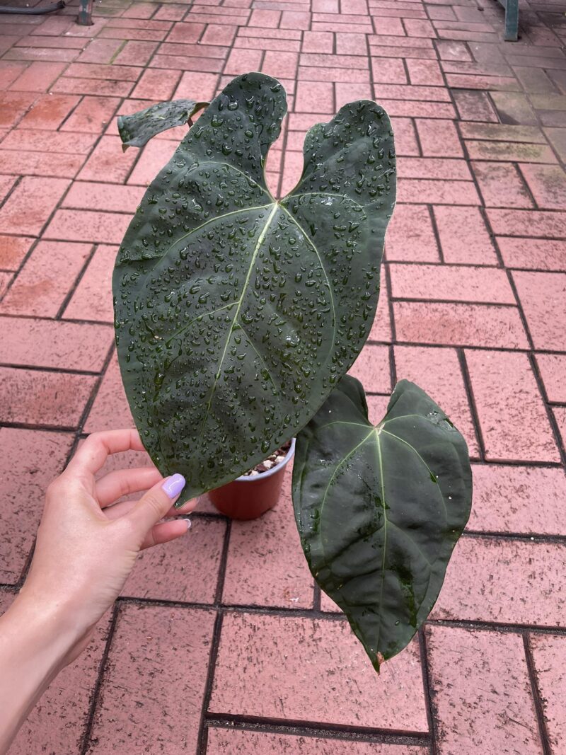 Anthurium Black Anaconda Anthurium Black Anaconda
