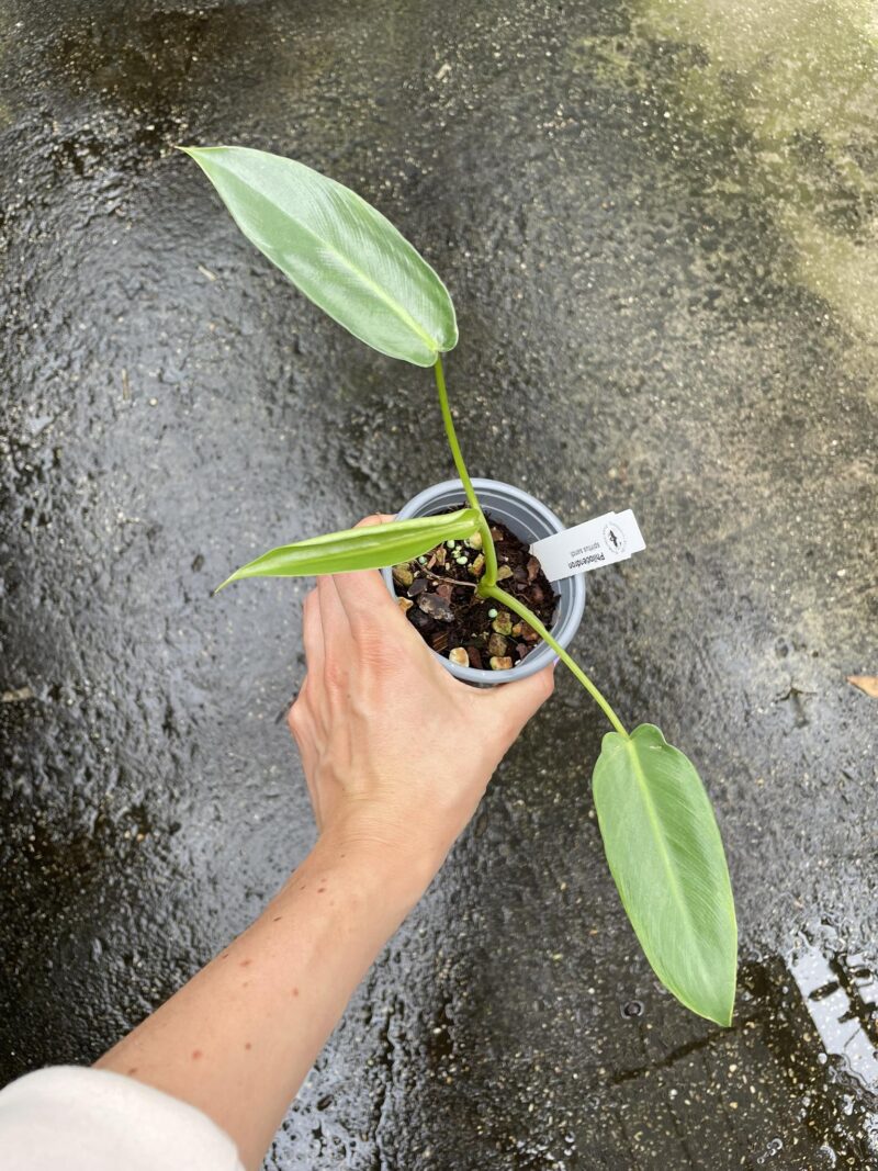 Philodendron Spiritus Sancti Philodendron Spiritus Sancti