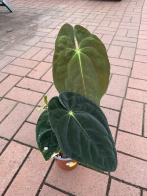 anthurium papillilaminum