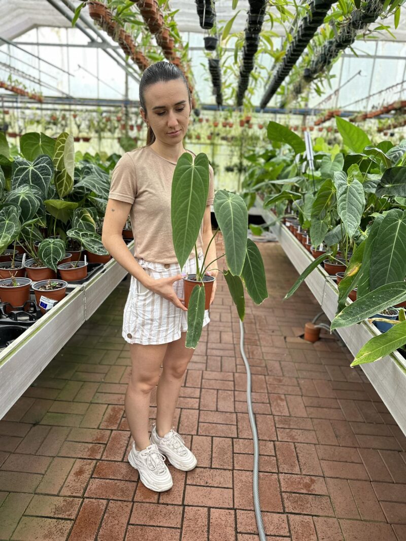 Anthurium Warocqueanum Esmeralda Anthurium Warocqueanum Esmeralda