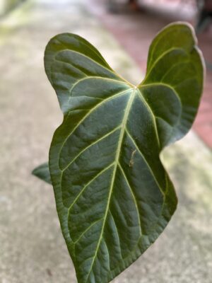 Anthurium Ysuni heart x Anthurium besseae aff PREORDER