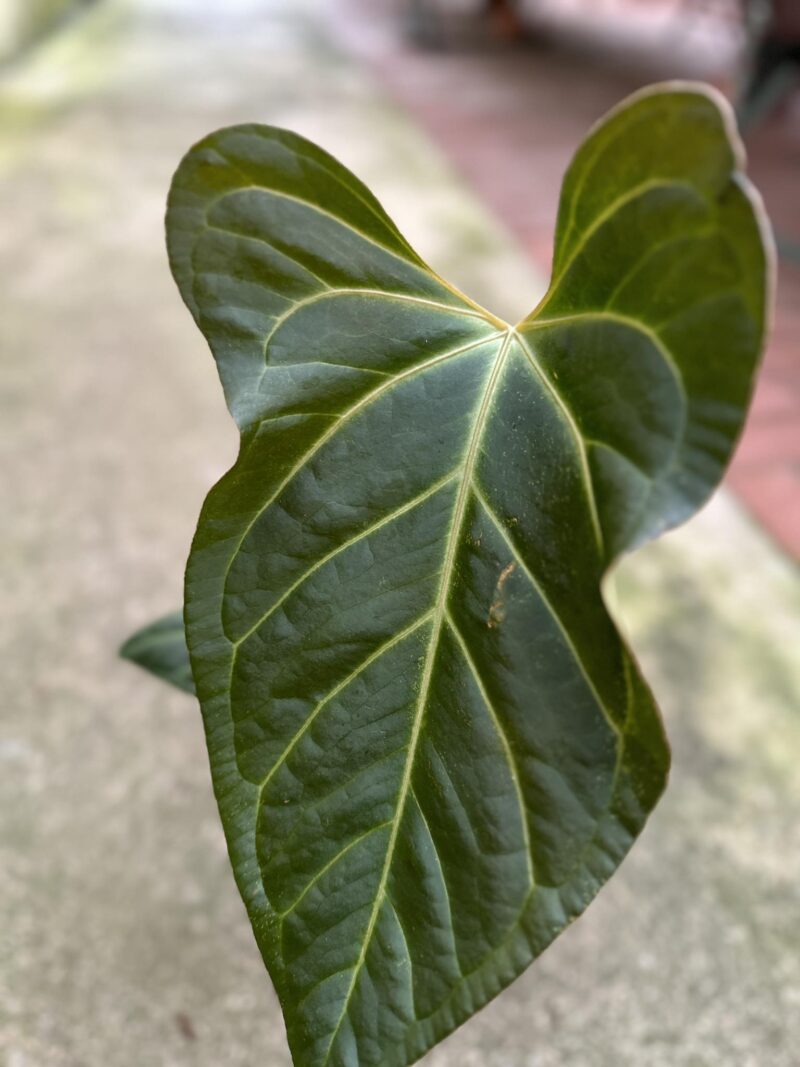 Anthurium Ysuni heart x Anthurium besseae aff PREORDER