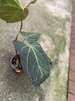 Anthurium Ysuni heart x Anthurium besseae aff PREORDER
