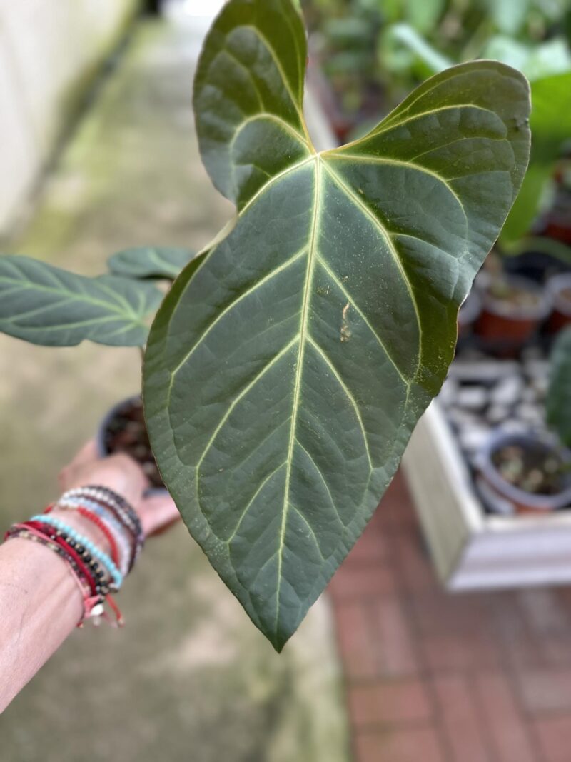 Anthurium Ysuni heart x Anthurium besseae aff PREORDER