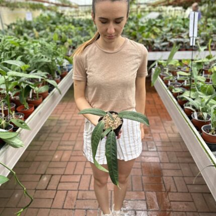 Anthurium Wendlingerii