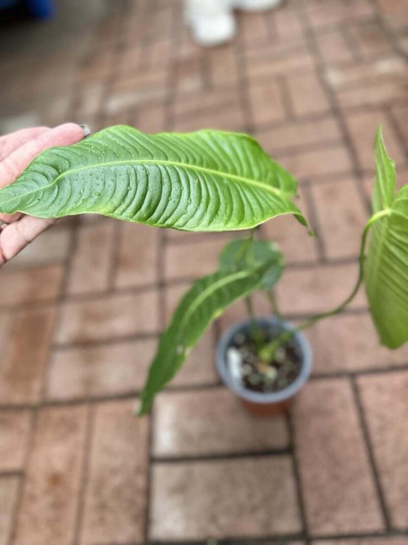Anthurium Veitchii