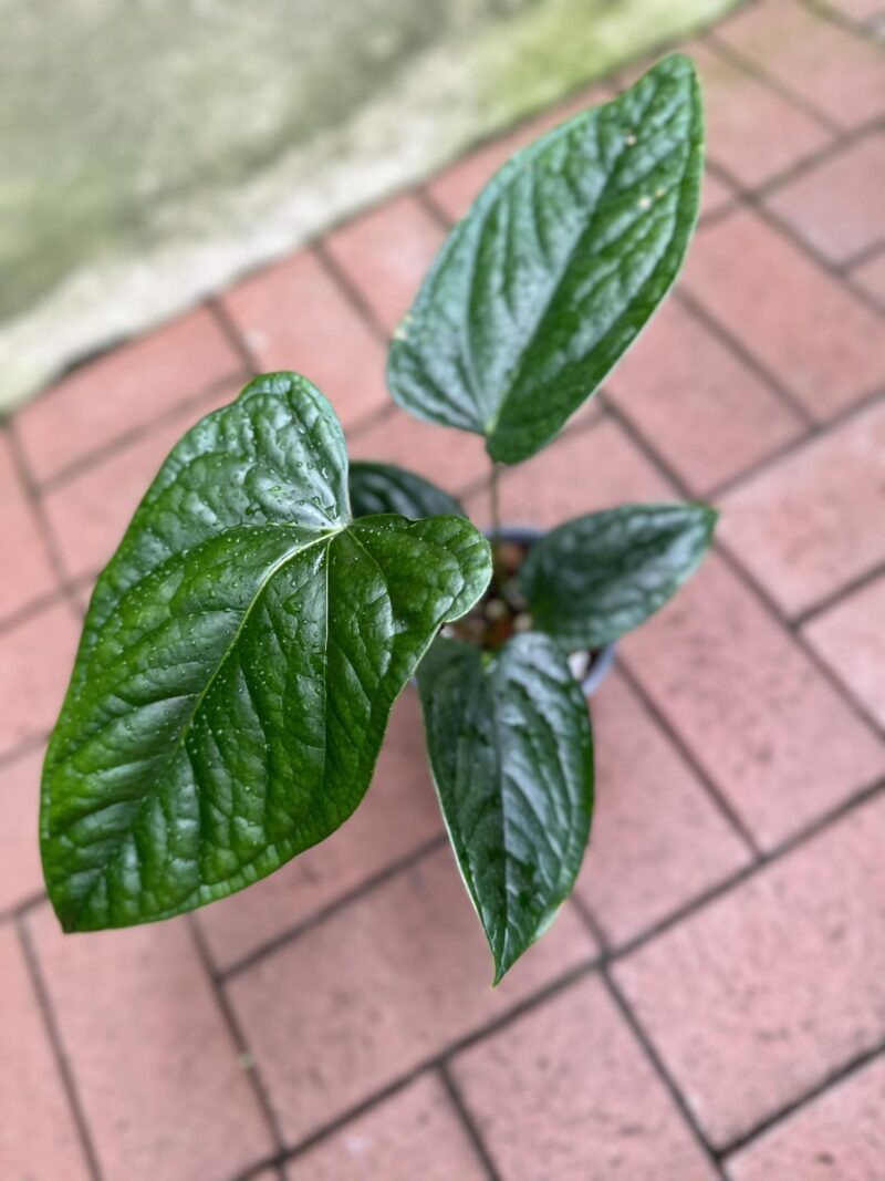 Anthurium moronense x Anthurium luxurians