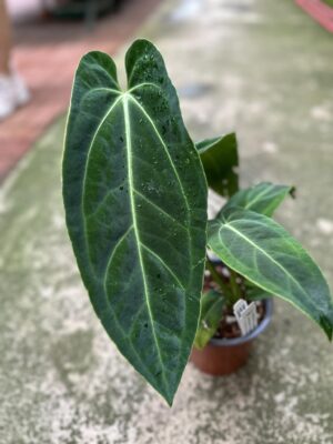 Anthurium warocqueanum x besseae