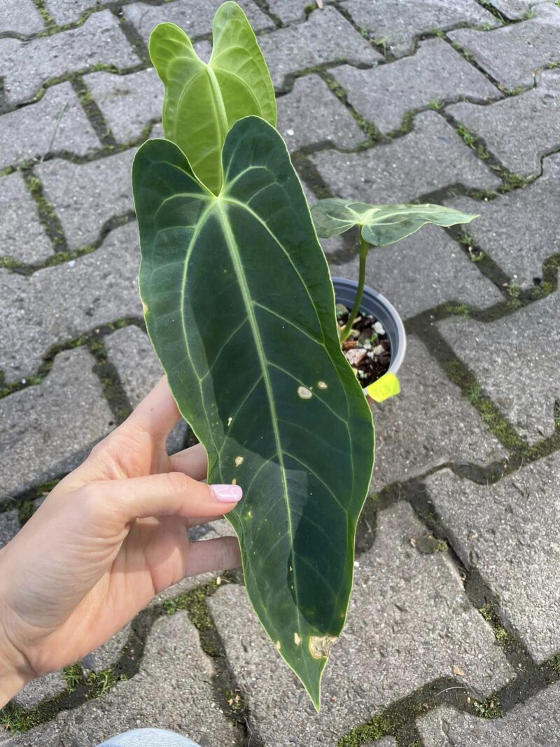 Anthurium warocqueanum x besseae