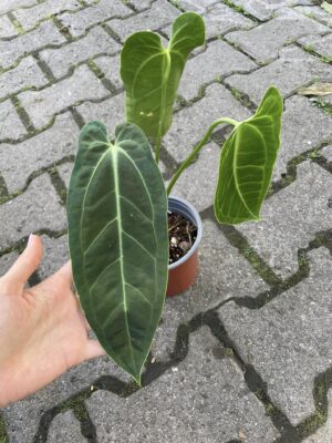 Anthurium warocqueanum x besseae