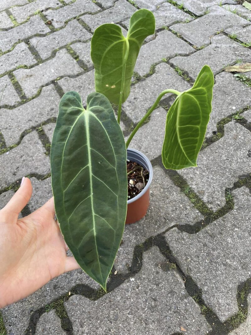 Anthurium warocqueanum x besseae