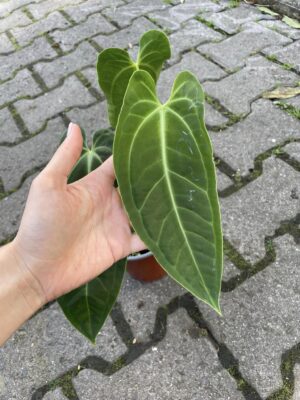 Anthurium warocqueanum x besseae