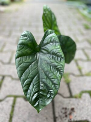 Alocasia Lukiwan