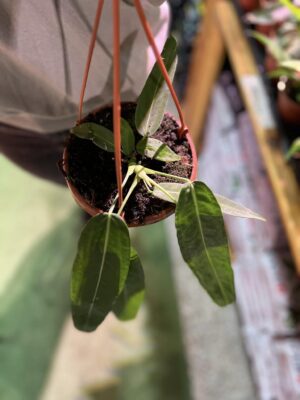 Anthurium Pallidiflorum