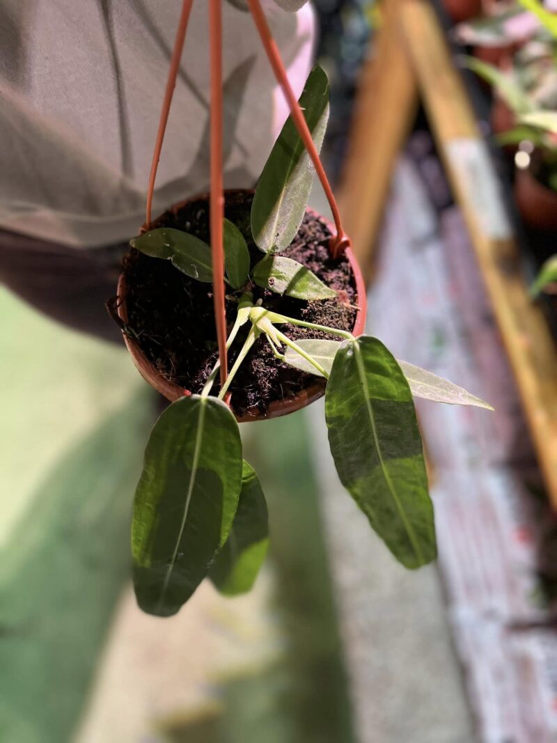 Anthurium Pallidiflorum