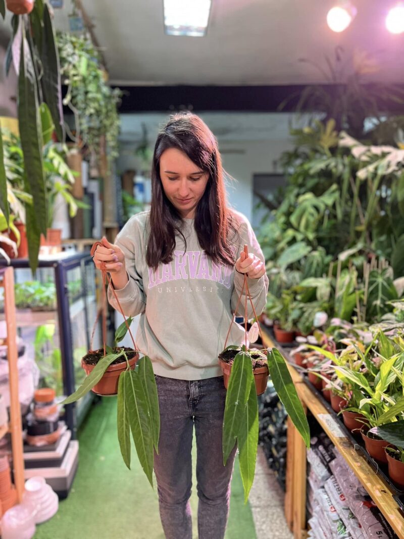Anthurium Pallidiflorum