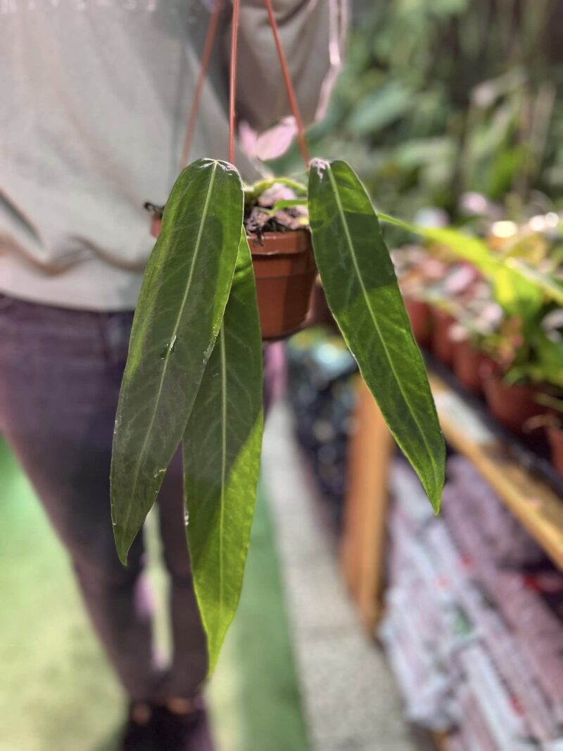 Anthurium Pallidiflorum