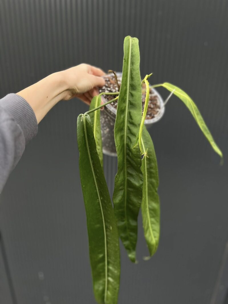 Anthurium Pallidiflorum
