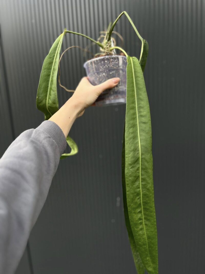 Anthurium Pallidiflorum