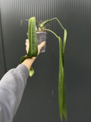Anthurium Pallidiflorum