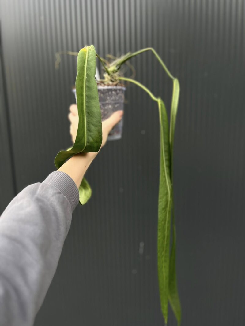 Anthurium Pallidiflorum