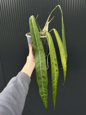 Anthurium Pallidiflorum