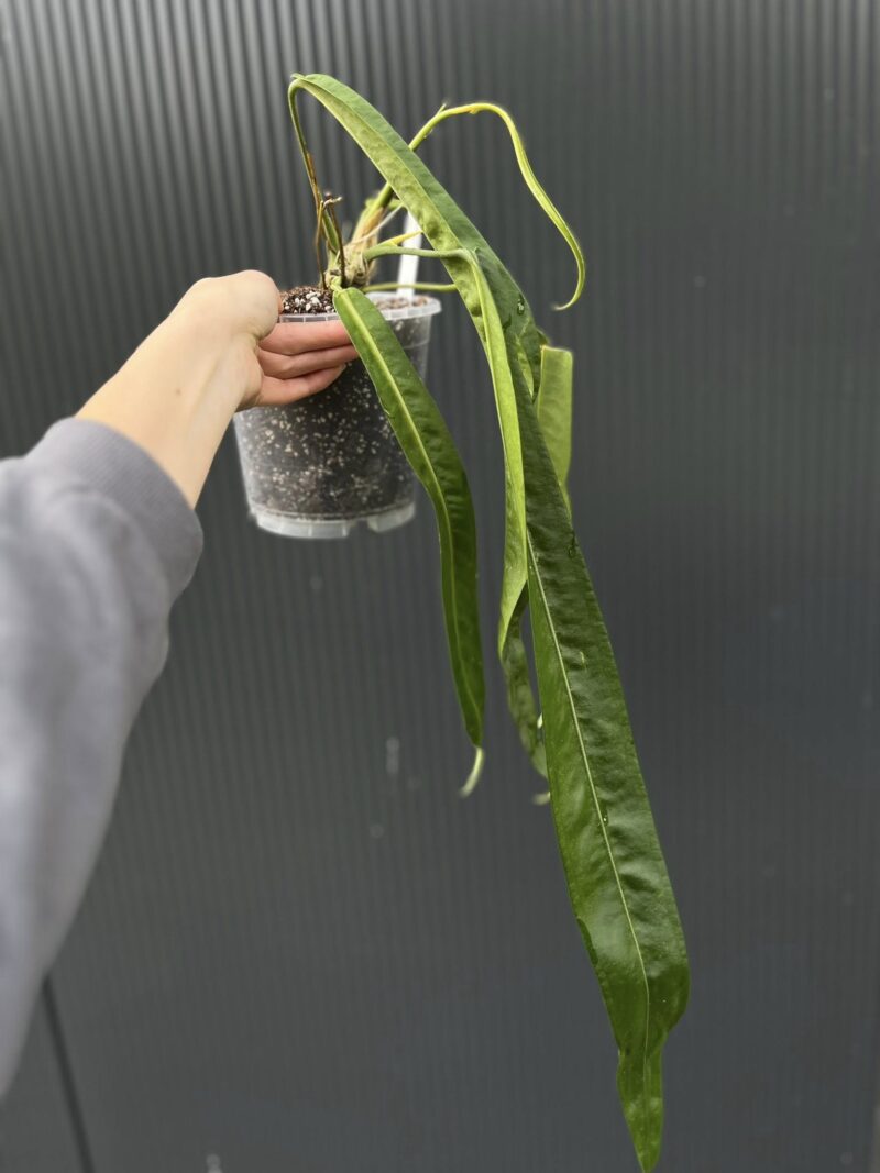 Anthurium Pallidiflorum