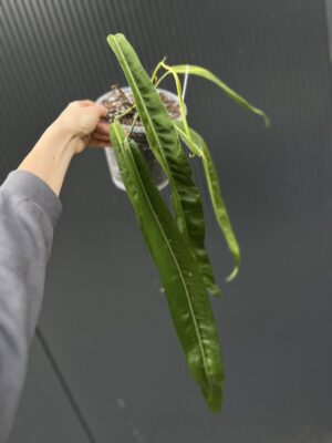 Anthurium Pallidiflorum