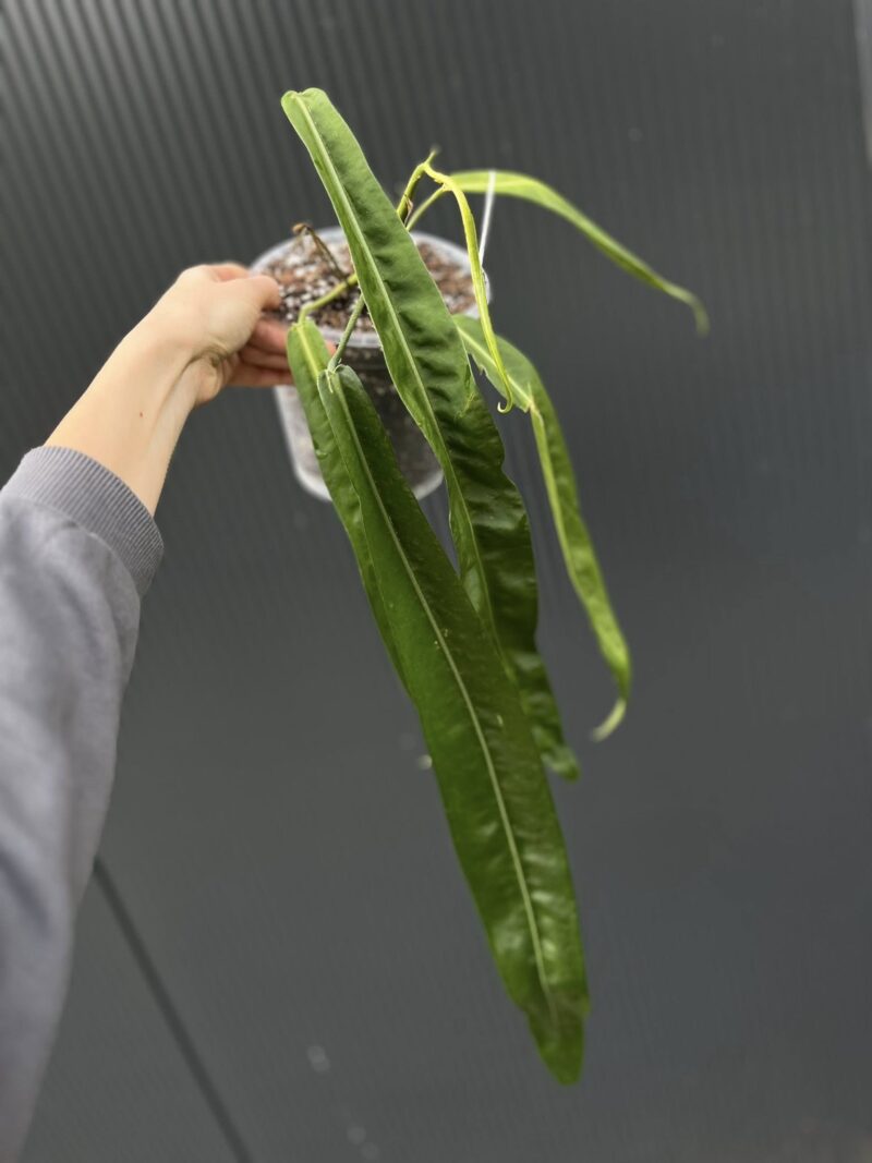 Anthurium Pallidiflorum