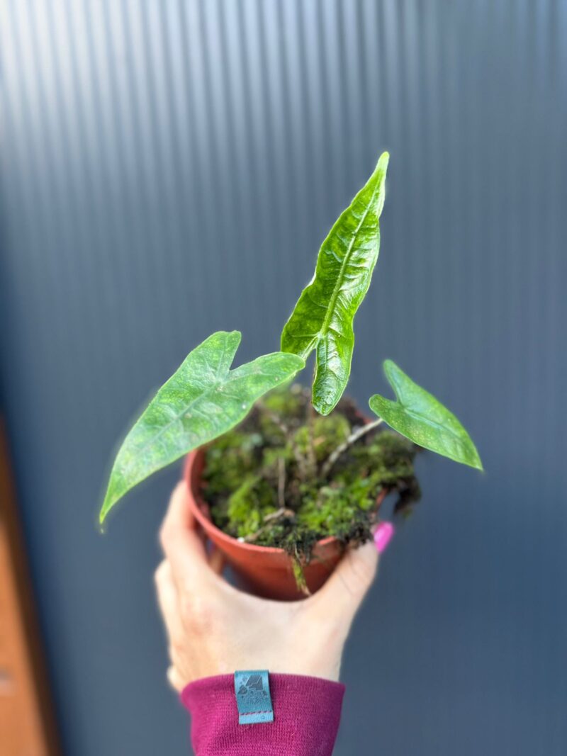 Alocasia Reticulata