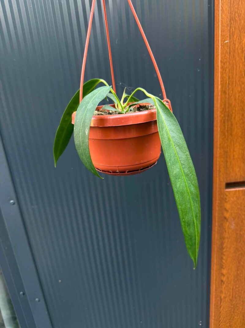 Anthurium Wendlingerii