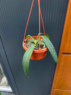 Anthurium Wendlingerii